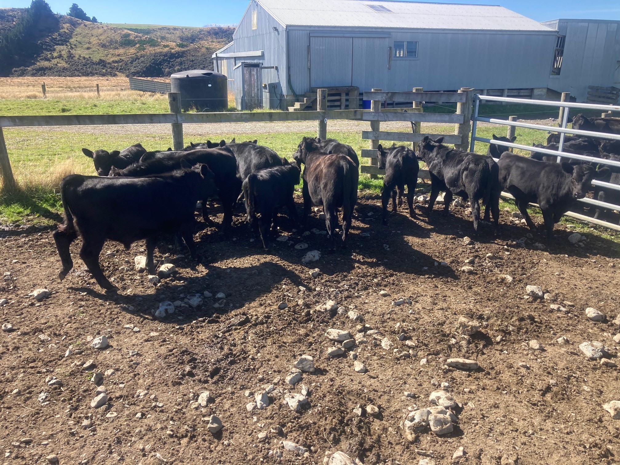 Current livestock listings South Island, NZ Rural Livestock